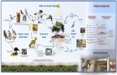 Poster de ciclos de vida - The Darwin Initiative AR2 Ann F... · Microorganismos fijadoras de nitrógeno Polinización de plantas por aves e insectos Solo un 5% de las semillas llega