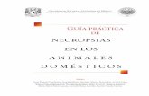 Guía práctica de necropsias en los animales domésticosveterinaria.unam.mx/fmvz/publicaciones/archivos/Guia_Practica_Ne... · Autores Irma Eugenia Candanosa Aranda (editora), Enrique