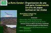 La Ruta Condor: Organizacion de una red para Conservación In … · de Cusco: • Camino al Sur-Este o “Qolla suyu” lago Titicaca, actual Bolivia central y norte Argentino. ...