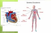 SISTEMA CIRCULATORIO - sgcciencias.files.wordpress.com · SISTEMA CIRCULATORIO FUNCIONES MÁS IMPORTANTES: • Transporte de O 2 de los pulmones a los tejidos y de CO 2 de los tejidos