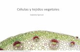 Células y tejidos vegetales - fagro.edu.uy · Meristemas secundarios Sistemas de tejidos Meristema secundarios Tejidos Dérmico Felógeno Peridermis Vascular Cambium Xilema II y