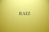 RAIZ - ecaths1.s3.amazonaws.comecaths1.s3.amazonaws.com/farmacobotanicaunt/1714283660.Raiz '16.pdf · Raíces de Monocotiledoneas • Tipos de raíces primarias Pentarca en RanunculusPoliarca