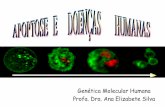 Genética Molecular Humana Profa. Dra. Ana Elizabete Silva · do citosol p/ membrana mitocondrial liberação do citocromo c formação do apoptossomo clivagem da procaspase-9 caspase-9