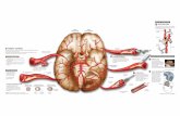 El infarto cerebralestaticos.elmundo.es/elmundosalud/documentos/2004/02/cerebro558.pdf · Infografía: Mariano Zafra / EL MUNDO FUENTE: «Colección Ciba de ilustraciones médicas»,