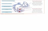 FIGURA 1. Vascularización del canal anal: plexos ...2011.elmedicointeractivo.com/formacion_acre2006/pdf/1008.pdf · deja de diagnosticar un porcentaje importante de lesiones graves.