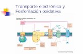 Transporte electrónico y Fosforilación oxidativa - Universitat de … · 2005-04-05 · • Tiene lugar en la mitocondria • La fosforilación oxidativa es simple en cuanto a concepto,