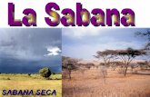 SABANA SECA - juntadeandalucia.es · SABANAS DE LA ZONA INTERTROPICAL Las sabanas propiamente dichas, son biomas generalmente situados en latitudes intertropicales y raras veces subtropicales.