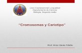 “Cromosomas y Cariotipo”s95b9e63f05c6a963.jimcontent.com/download/version/1406762014/module... · Según la posición del centrómero los cromosomas se clasifican en: Clasificación