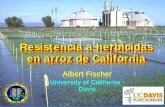 Resistencia a herbicidas en arroz de California · 2013-08-29 · Resistencia a herbicidas en arroz de ... 挀漀渀挀攀瀀琀漀猀 搀攀 椀渀琀攀爀 猀 礀 挀漀洀漀