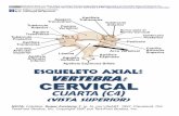 ESQUELETO AXIAL: VERTEBRA: CERVICAL - saludmed.comsaludmed.com/atlasanatomiahumana/cuello/Cervical-Vertebra_Superior... · CERVICAL ESQUELETO AXIAL: Apófisis Espinosa Cuerpo Vertebral