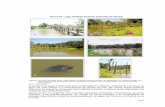 Foto 3.04 - Lago Artificial Próximo à Entrada do Parque · Vista do lago a partir da estrada que leva ao IAPAR, (E) Quelônio e (F) Área degradada – árvores mortas pela ...