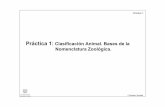 Práctica 1: Clasificación Animal. Bases de la Nomenclatura ...rua.ua.es/dspace/bitstream/10045/12329/1/Práctica 1-zoología.pdf · 1º Biología- Zoología Práctica 1 Taxones