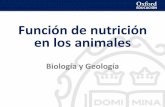 Función de nutrición en los animales - iescarlosbousono.com · Protonefridios Metanefridios Tubos de Malpighi Estructura del riñón Nefrona . Title: Función de nutrición en los