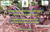 Estación Experimental Tropical Pichilingue - iica.int · Avances en investigación del Cd en el cultivo de cacao en el Ecuador ... Biol insecticida Biol gallinaza Biol porcino Biol
