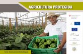 AGRICULTURA PROTEGIDA - agronegocioshonduras.org · avances en Estados Unidos y México. En América Central, Guatemala es el referente más inmediato, de donde Honduras ha logrado