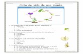 Nombre Fecha Ciclo de vida de una planta - The Learning Patio … · Nombre_____ Fecha_____ Ciclo de vida de una planta 1. La primera hoja que brota de una semilla es la _____ . a.