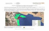Resultados de Saxitoxina en Almeja Generosa durante el ... · Marea Roja de San Felipe y Alto Golfo 2017 Aquí podrás consultar información sobre el comportamiento de los Resultados