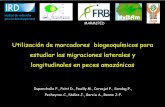 Utilización de marcadores biogeoquímicos para estudiar las ... · Utilización de marcadores biogeoquímicos para estudiar las migraciones laterales y longitudinales en peces amazónicos