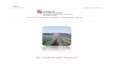 El cultivo del Puerro - agronewscastillayleon.com · Autónoma son, Segovia que con el 61% de la superficie sembrada de cultivo produce el 74%, de la producción de puerro, Valladolid