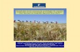 Resultados de los ensayos de variedades de cereales ... · Resultados de los ensayos de variedades de cereales realizados en la comunidad de Castilla – La Man-cha, durante la campaña
