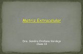 Matriz Extracelular - nutricion2013 | A fine WordPress.com ... · La matriz extracelular en vegetales Sustancia intercelular o lamella media. Compartida por mas de una célula. Inicia