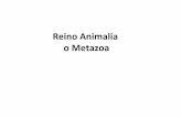 Reino Animalia o Metazoa - dcn.exa.unrc.edu.ardcn.exa.unrc.edu.ar/materias/zoo-sist/zoo-sist-arch/1140818649... · Tipos de células ameboides del mesohilo •Arqueocitos: ... •Esponjas