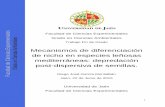 Mecanismos de diferenciación de nicho en especies leñosas ...tauja.ujaen.es/bitstream/10953.1/2504/1/TFG_García Montalbán... · bilógico. Para completar la definición de nicho