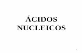 ÁCIDOS NUCLEICOS - docentes.educacion.navarra.esdocentes.educacion.navarra.es/ralvare2/Acidosnucleicos1Bac.pdf · Hay dos tipos de ácidos nucleicos: DNA o ácido desoxirribonucleico