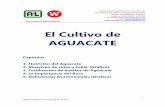 El Cultivo de AGUACATE 2 - westanalitica.com.mxwestanalitica.com.mx/wp-content/uploads/2018/05/El-Cultivo-de... · osmótica, perjudica a las raíces del aguacatero que son muy sensibles.