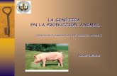 LA GENÉTICA EN LA PRODUCCIÓN ANIMAL: DEFINICIÓN · Ejemplos de transgénicos en producción animal. GENÉTICA Estudio de los genes Ej.: El estudio de la herencia de las característica
