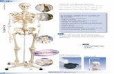 3B Scientific®media.axon.es/pdf/01pdf3b.pdf · • Viene con soporte de lujo. 172 cm; ... Viene completo con cráneo articulado, esternón, hioides y columna ... Viene con una tarjeta