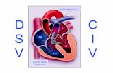 Arteria Pulmonar AI AD VI VD - campus.usal.escampus.usal.es/~ogyp/Clases teoricas 2012 2013/Cardiologia/CIV 012... · • CIV es defecto cardiaco congénito más frecuente al nacimiento