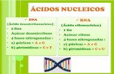 ÁCIDOS NUCLEICOS · (hialopasma ou citosol) • É constituído por ... • Ribossomos: síntese de proteínas. ... armazenamento de água.