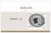 NÚCLEO TEMA 11 - 123userdocs.s3-website-eu-west-1 ...123userdocs.s3-website-eu-west-1.amazonaws.com/d/e8/e6... · La membrana nuclear tiene poros por donde pasan algunas moléculas