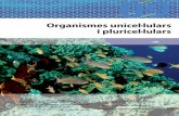 Organismes unicel·lulars i pluricel·lularsspain-s3-mhe-prod.s3-website-eu-west-1.amazonaws.com/bcv/guide/... · Els gàmetes, en ser haploides, es formen mitjançant meiosi. Segons