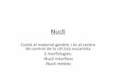 Nucli - classedebio.files.wordpress.com · MEIOSI Es produeix als gàmets •Consisteix en 2 divisions cel·lulars (una a continuació de l’altra) sense que hi haja dupliaió de