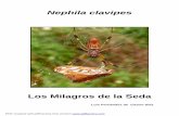 Nephila clavipes - About Frank Starmer · Estudios recientes le dan un valor añadido a la seda que produce, ya ... largos que la patela y la tibia (figs.4 y 5), y caracteres comunes