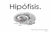 Hipófisis.s4f1d769cf586f6c7.jimcontent.com/download/version...Lóbulo anterior (Adenohipófisis). Proceso de transporte desde las células neurosecretoras • Sistema porto-hipofisario: