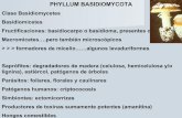 PHYLLUM BASIDIOMYCOTA - patologiaforestal.com 4.pdf · DEUTEROMYCOTA Coelomycetes SPHAEROPSIDALES (PICNIDIO) MELANCONIALES (ACÉRVULO) Hyphomycetes MONILIALES Moniliaceae (hialino)