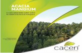 ACACIA MANGIUM mangium es un árbol del trópico húmedo originario del sudeste asiático, se desarrolla naturalmente en el norte de Aus-tralia y en países como Papúa Nueva Guinea