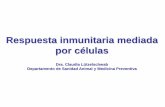Respuesta inmunitaria mediada por células · Th CTL LTh o CD4+ ... RPP . C. M. Lützelschwab, 2015 . 1º estímulo: Reconocimiento del Ag (mMHC II+péptido) -TCR . 2º estímulo