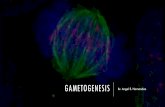 Gametogenesis · Dedicado para aquellos estudiantes que deseen adquirir los conocimientos básicos para un mejor desempeño en los estudios de las ciencias básicas necesarias para