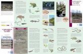 LA FAUNA AQUÀTICA DE LA CONCA DEL BESÒSbesos-tordera.cat/wp-content/uploads/2013/02/amfibis_reptils.pdf · trobem una posta d’amfibi en una bassa podem tenir la certesa que no