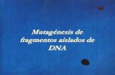 Mutagénesis de fragmentos aislados de DNAingenieriagenetica-b.web.unq.edu.ar/wp-content/uploads/sites/31/2015/04/Clase-de... · substancia química, concentración, etc.), pero escapaba