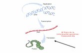 El flujo de la información genética: TRADUCCIÓNumh1025.edu.umh.es/.../2013/02/Tema-5.6.-Biosíntesis-de-proteínas.pdf · SÍNTESIS DE PROTEÍNAS • Dirigida por un molde de mRNA