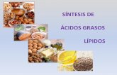 SÍNTESIS DE ÁCIDOS GRASOS LÍPIDOS · biosÍntesis de Ácidos grasos satisfechos los requerimientos energÉticos concentracion elevada de sustratos oxidables se almacena en forma