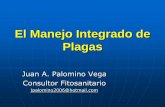 El Manejo Integrado de Plagas - quinua.pequinua.pe/wp-content/uploads/2015/12/Juan-Palomino... · Muchos de los efectos adversos de los plaguicidas pueden ser prevenidos si personal