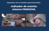 Indicador de anemia: sistema FAMACHA. - ainfo.inia.uy · Existe una relación entre la coloración de la mucosa conjuntiva ocular, ... anemia, siempre deben desparasitarse los animales