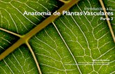 Introducción a la Anatomía de Plantas Vasculares · Anatomía de Plantas Vasculares Introducción a la Mauricio Bonifacino Laboratorio de Botánica ... Epidermis Cortex Endodermis