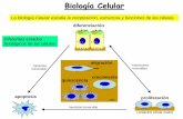 La Biología Celular estudia la composición, estructura y ... · Proteína con varios dominios globulares Quinasa de tirosina Src Proteína de transmembrana con 3 dominios: extracelular